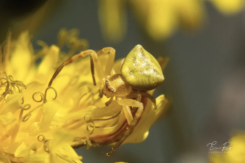 Araignée-crabe jaune sur une fleur jaune, macrophotographie dans les Hautes-Alpes