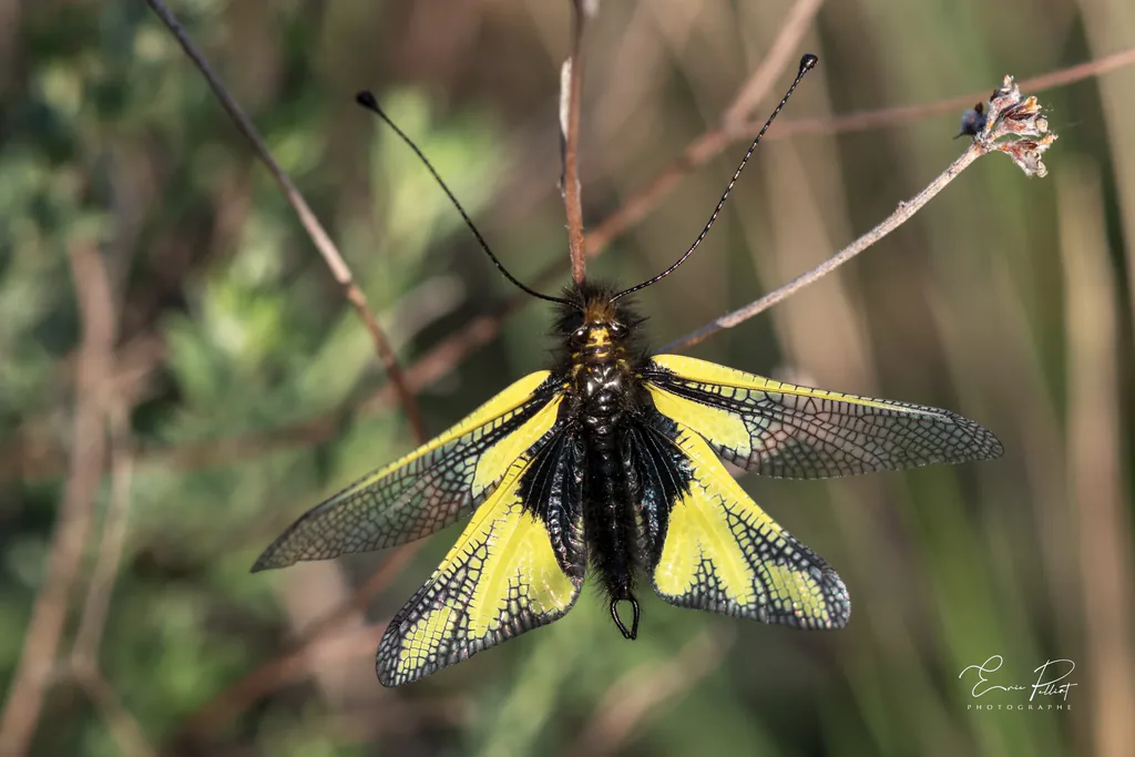 Ascalaphe, insecte aux ailes jaunes et noires, posé sur une tige, photographié dans les Hautes-Alpes