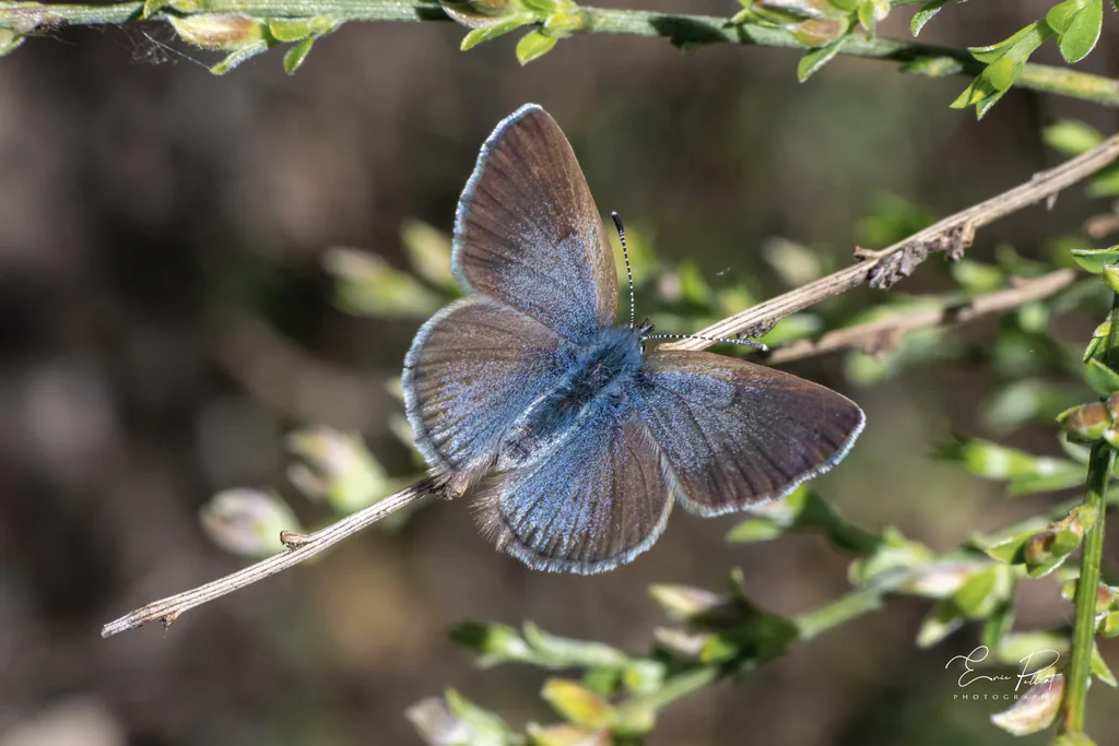 Azuré, petit papillon bleu posé sur une branche, photographié dans les Hautes-Alpes