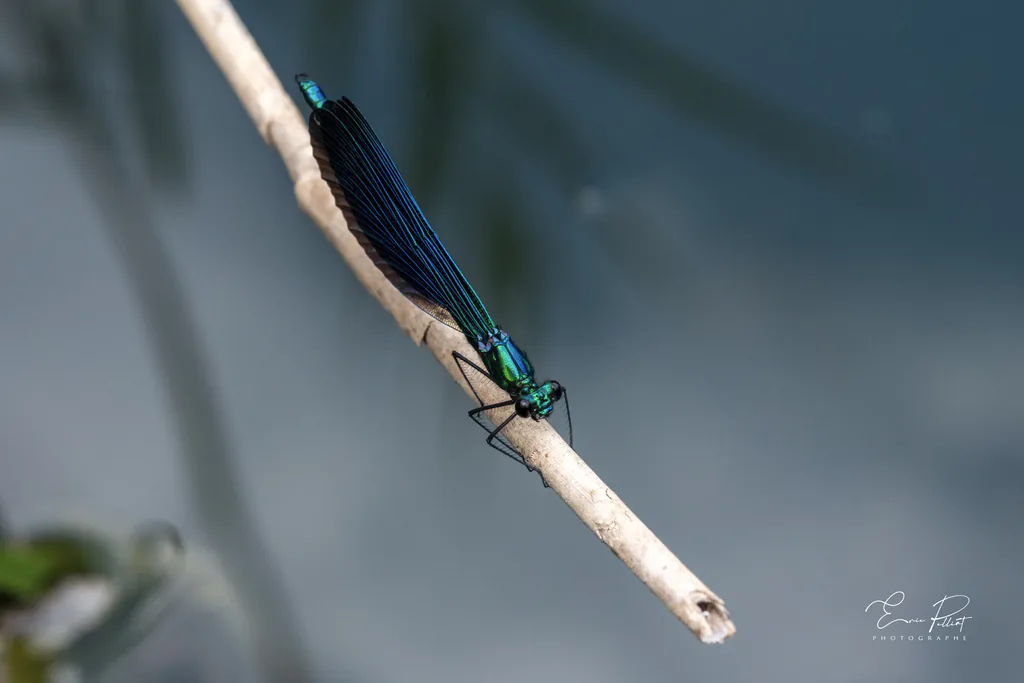 Caloptéryx, demoiselle bleu métallique posée sur une brindille, photographié dans les Hautes-Alpes