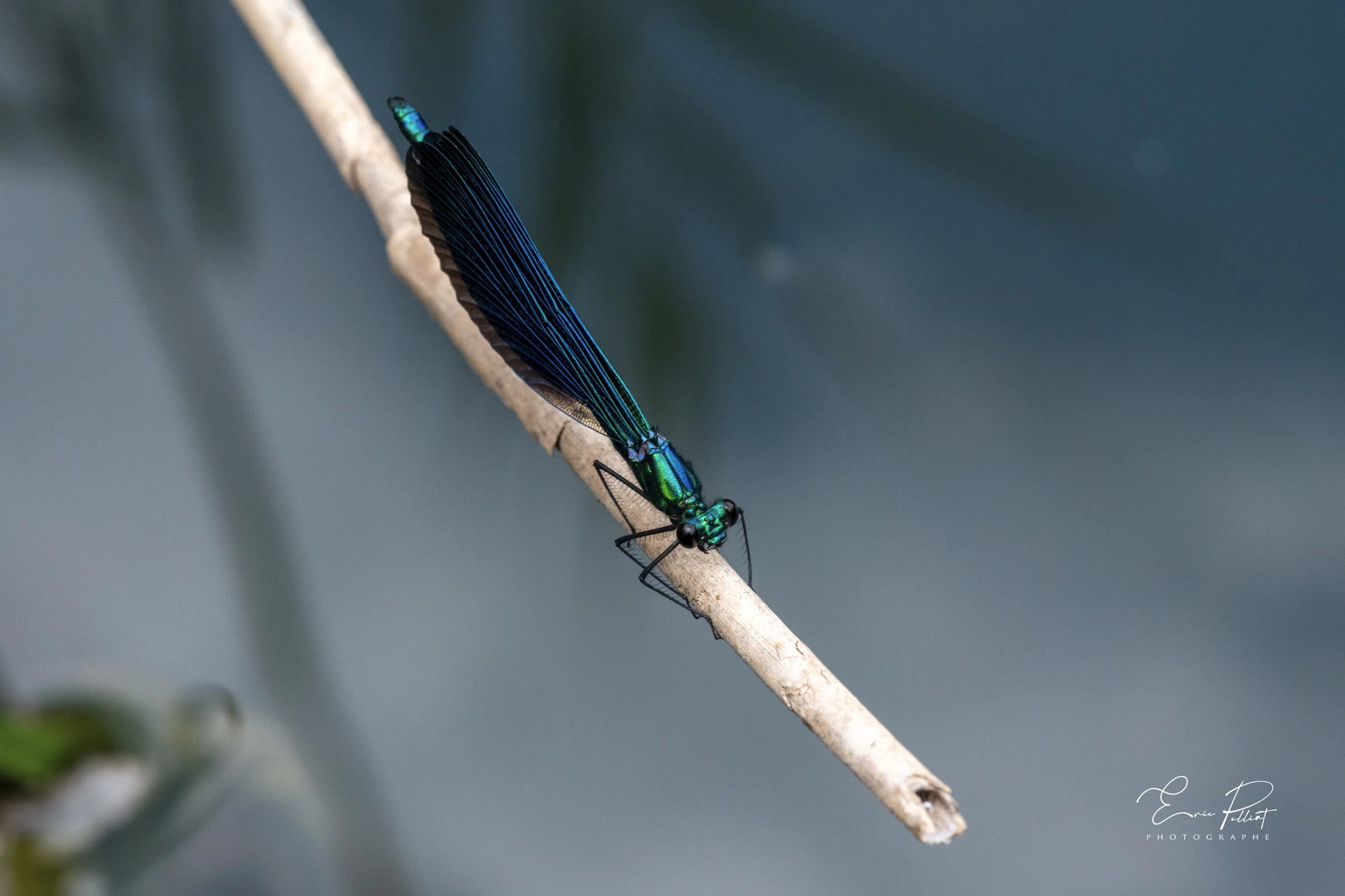 Caloptéryx, demoiselle bleu métallique posée sur une brindille, photographié dans les Hautes-Alpes