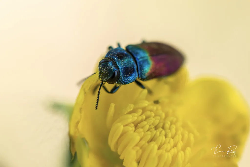 Chrysis, guêpe-coucou bleu et rouge métallique, sur une fleur jaune, photographiée dans les Hautes-Alpes
