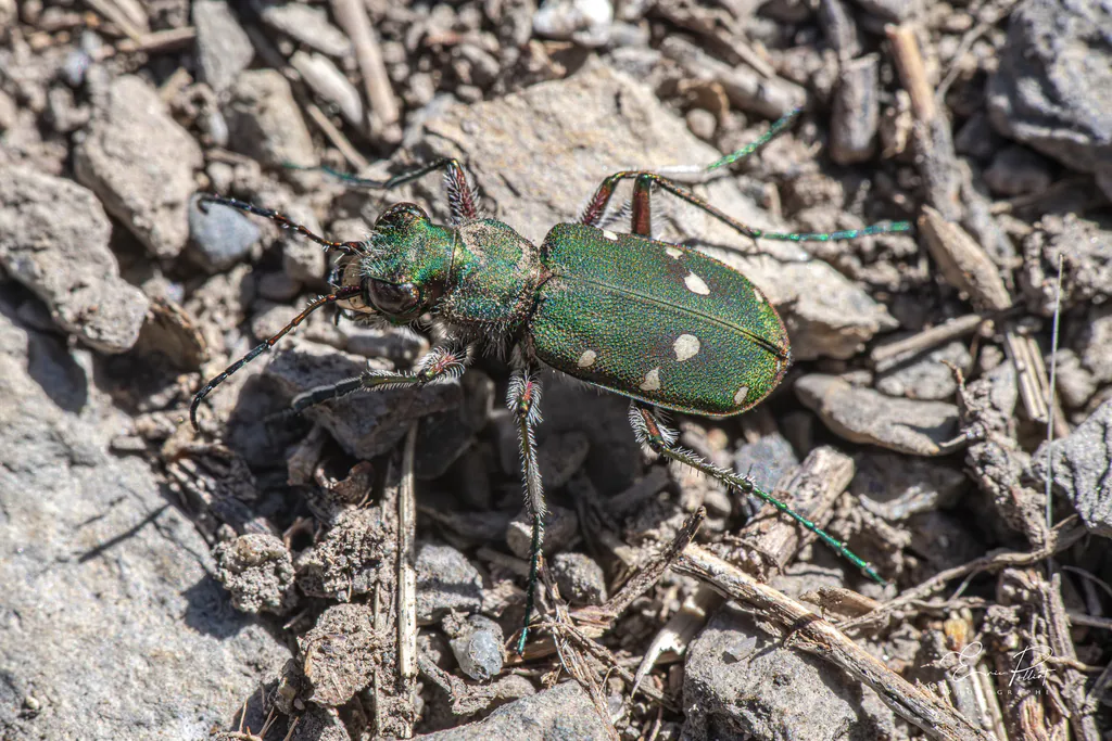 Cicindèle champêtre, coléoptère vert à points blancs, sur un sol caillouteux des Hautes-Alpes