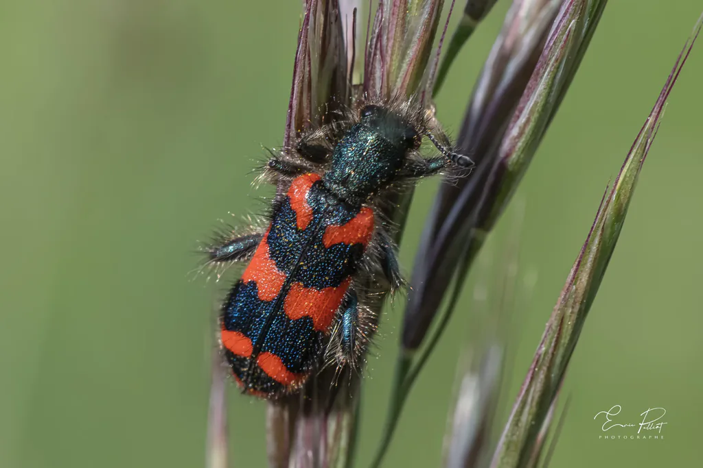 Clairon des abeilles, coléoptère rouge et noir, sur des épis de graminées, photographié dans les Hautes-Alpes