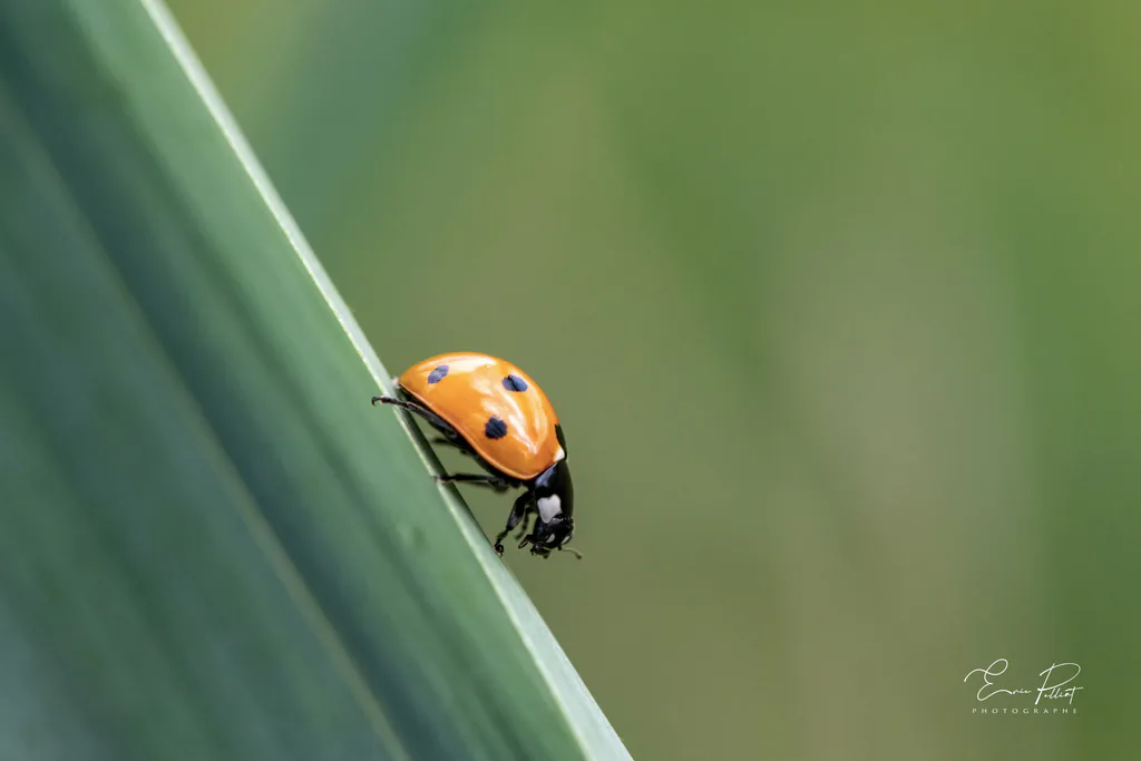 Coccinelle à sept points sur une feuille, photographiée dans les Hautes-Alpes