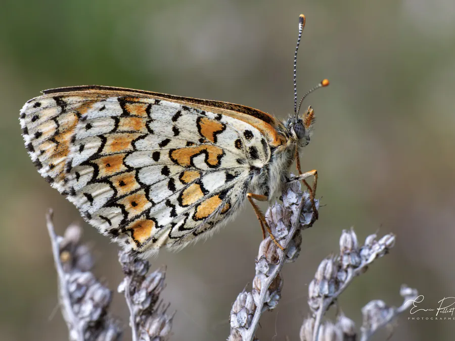 Damier, papillon orange et blanc posé sur de la lavande, photographié dans les Hautes-Alpes