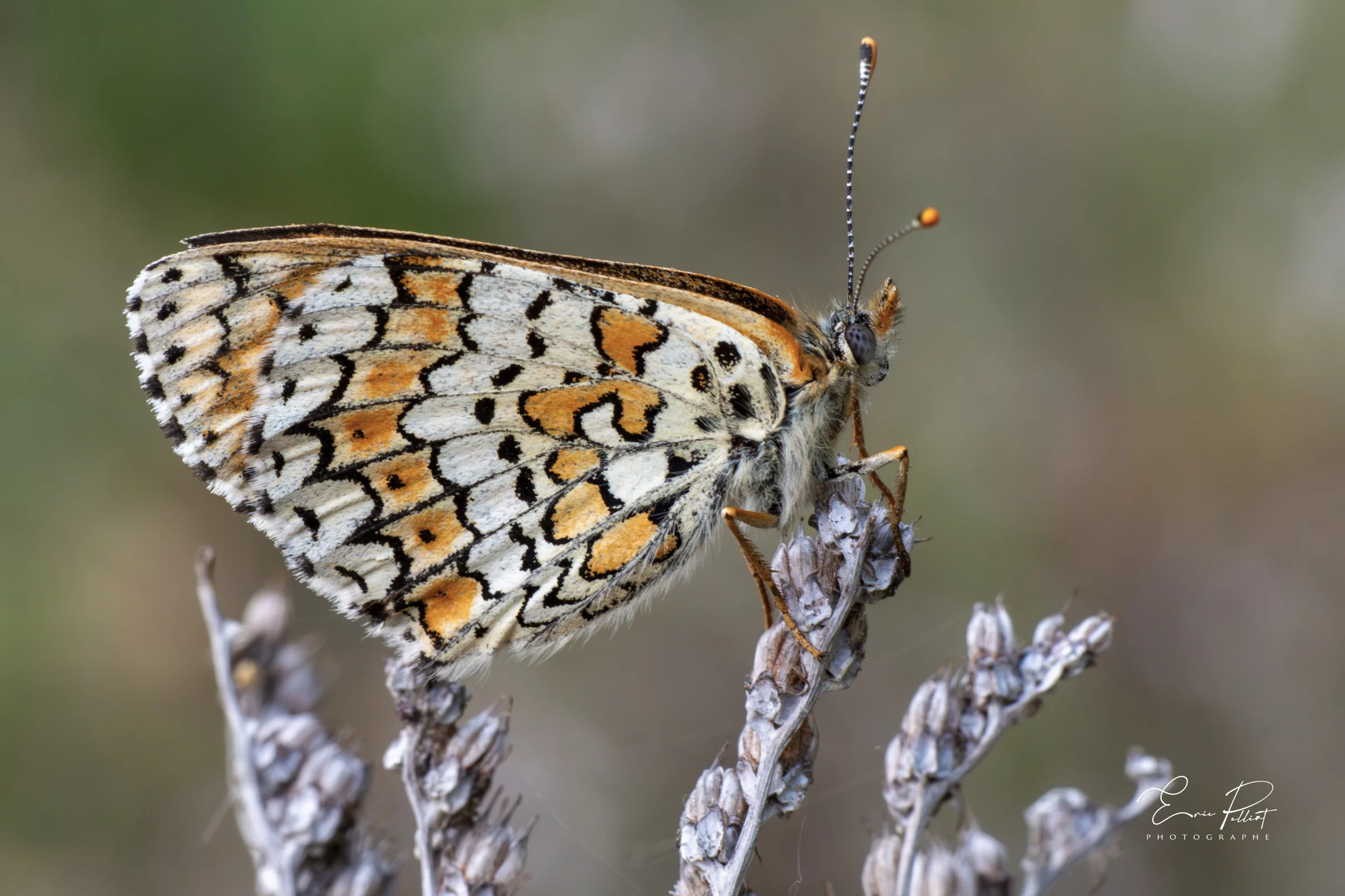Damier, papillon orange et blanc posé sur de la lavande, photographié dans les Hautes-Alpes