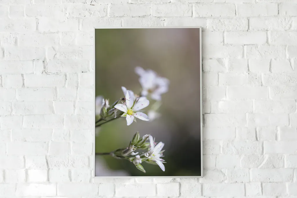 Tirage d’art encadré : fleurs sauvages blanches