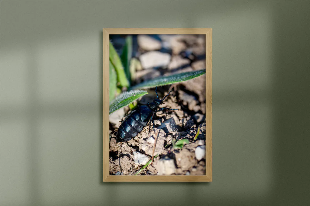Tirage d’art encadré : insecte sur une feuille
