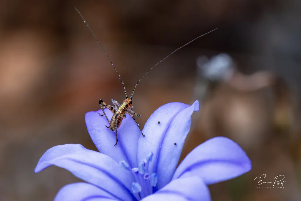 Petit insecte sur une fleur bleue, macrophotographie dans les Hautes-Alpes