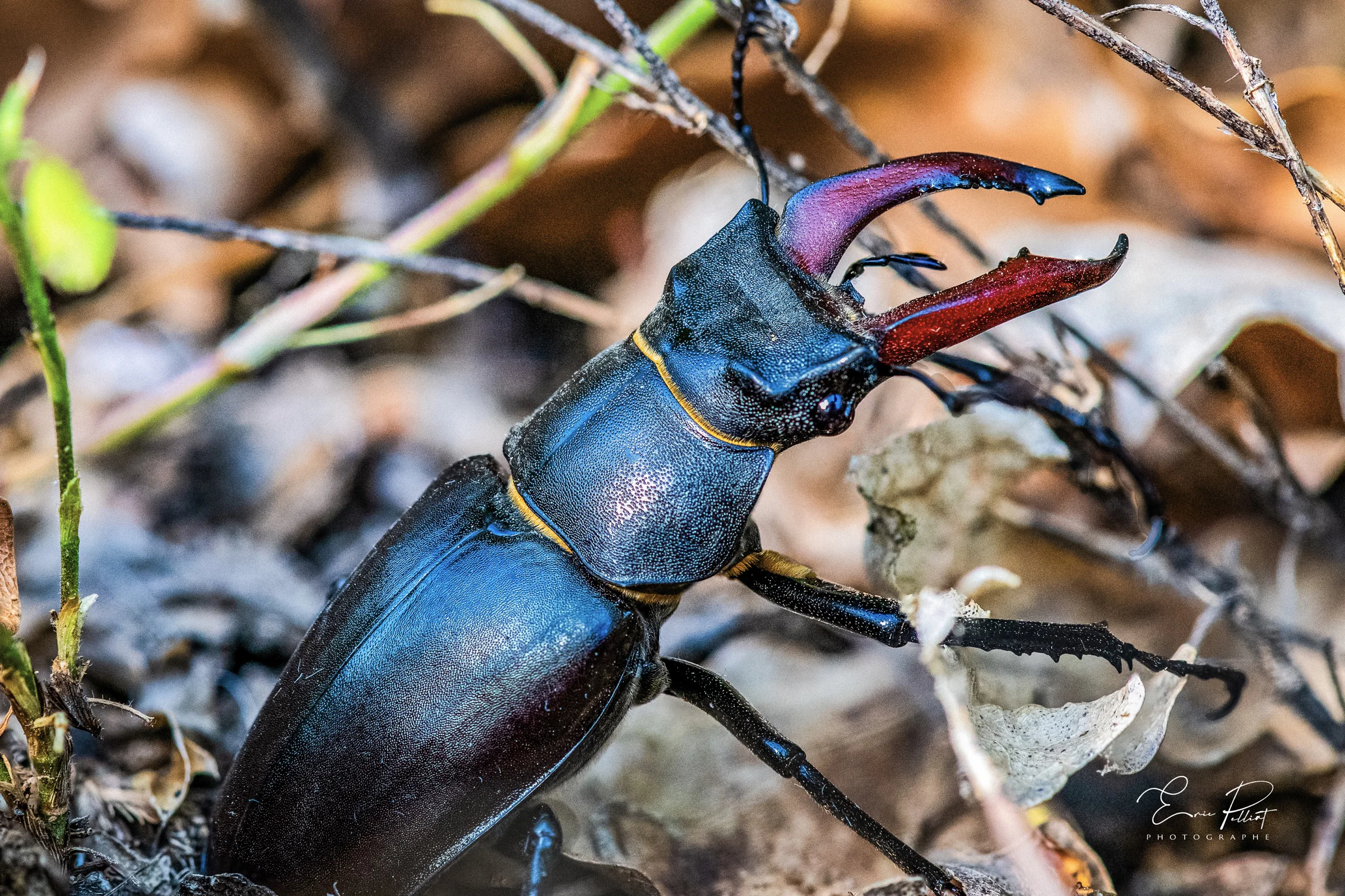 Lucane cerf-volant, grand coléoptère aux mandibules rouges, dans les feuilles mortes des Hautes-Alpes