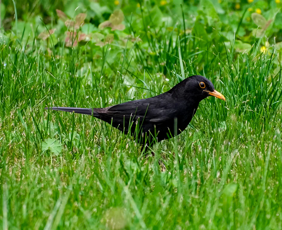 Merle noir dans l’herbe