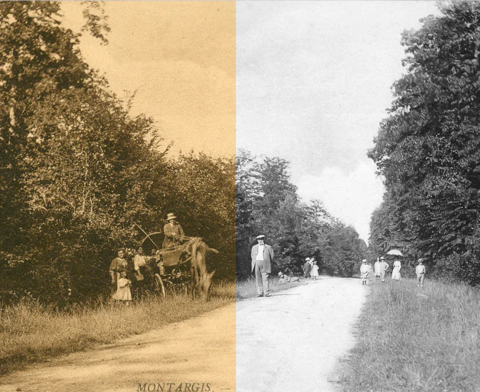 Restauration d’une carte postale de Montargis : attelage sur une route bordée d’arbres, avant et après