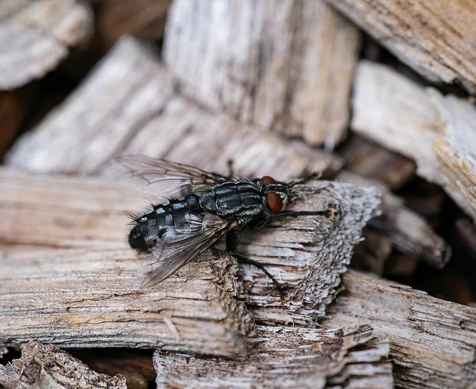 Mouche sur du bois, macrophotographie