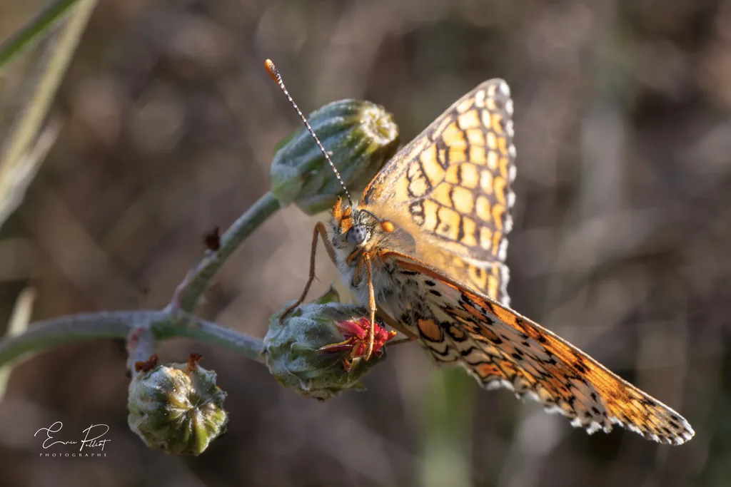 Nacré, papillon orange tacheté de noir sur un bouton de fleur, photographié dans les Hautes-Alpes