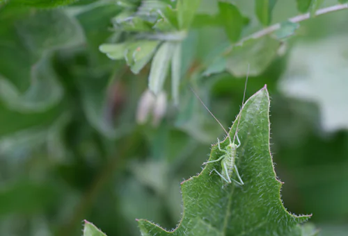 Sauterelle verte sur une feuille, photographie en gros plan