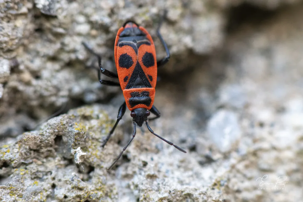 Punaise ornée rouge et noire sur un rocher, photographiée dans les Hautes-Alpes