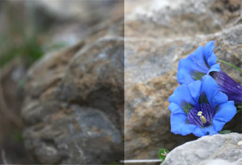 Retouche photo avant et après : gentiane bleue sur un rocher, du flou à la netteté