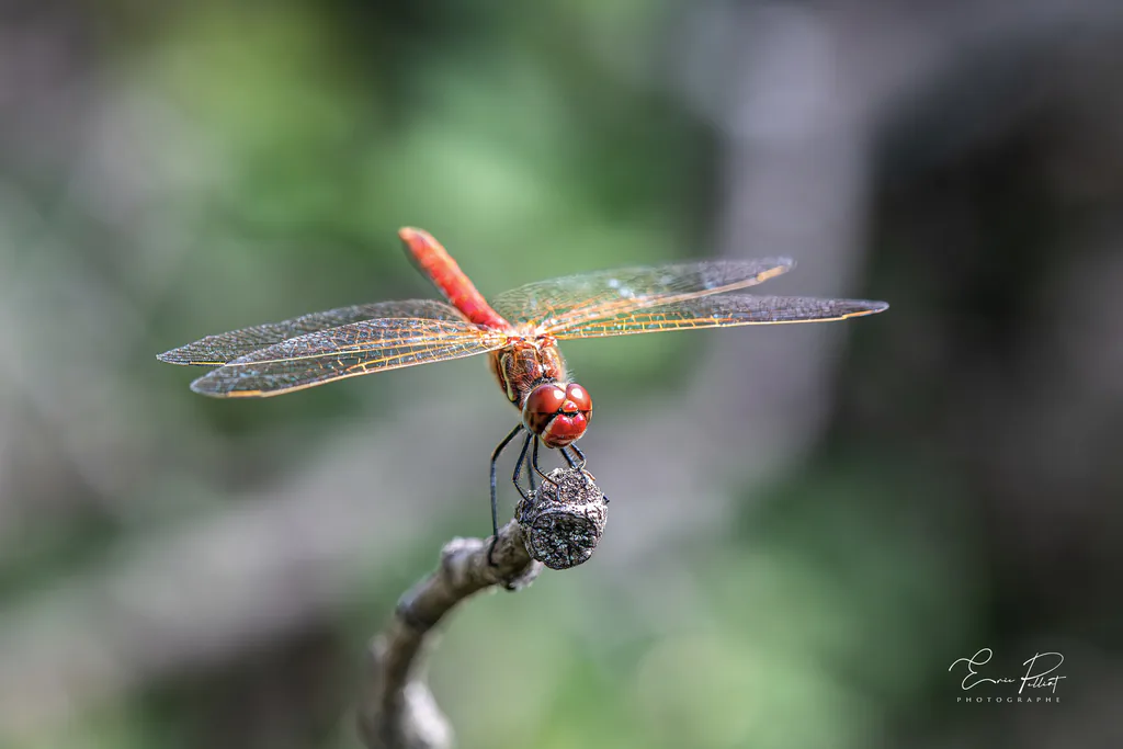 Sympétrum, libellule rouge posée au bout d’une brindille, photographiée dans les Hautes-Alpes