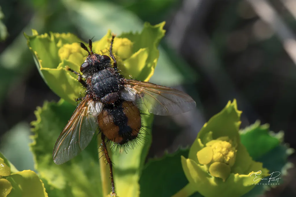 Syrphe sur une euphorbe aux fleurs jaunes, macrophotographie dans les Hautes-Alpes